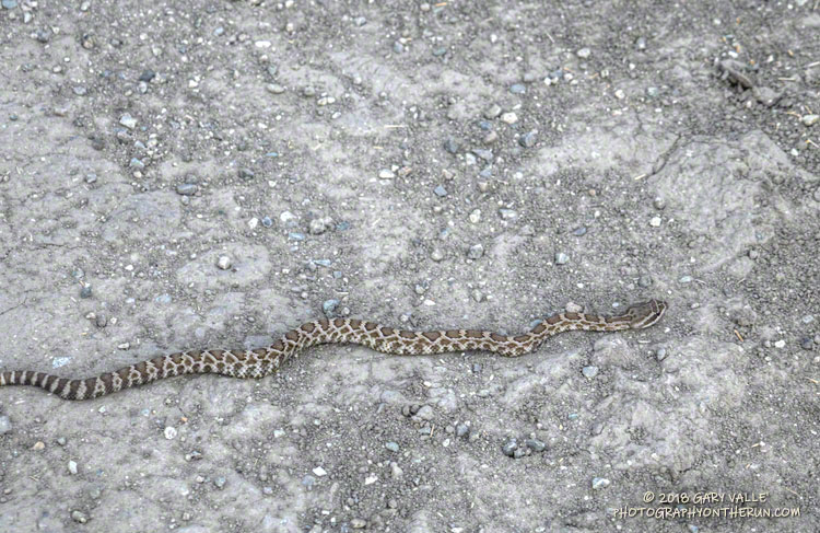 A small Southern Pacific rattlesnake near a firebreak on the east side of Lasky Mesa.