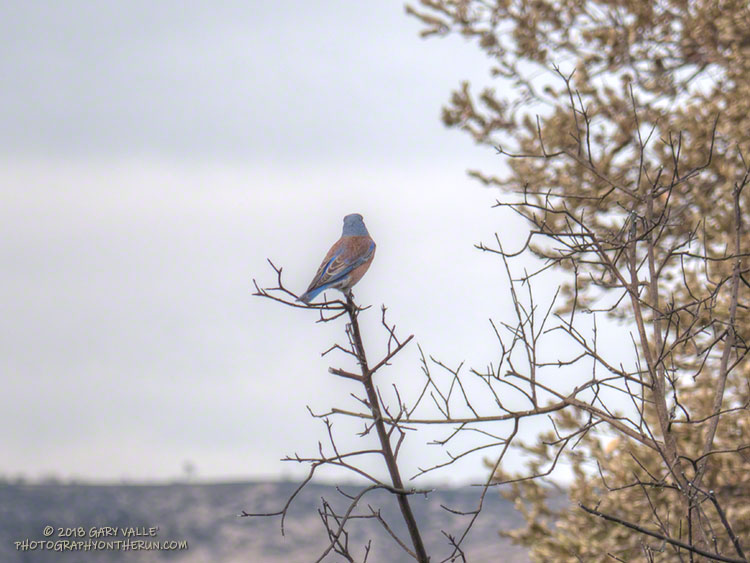 Western bluebird on the northwest side of Lasky Mesa, following the Woolsey Fire.