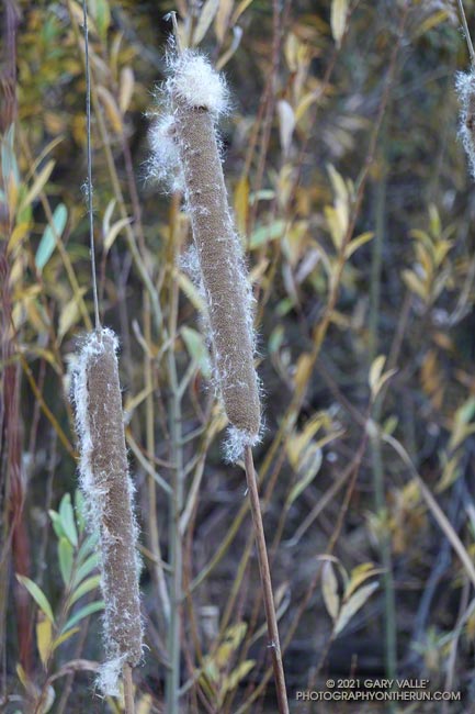 Cattails near a spring in Upper Las Virgenes Canyon. January 6, 2022.