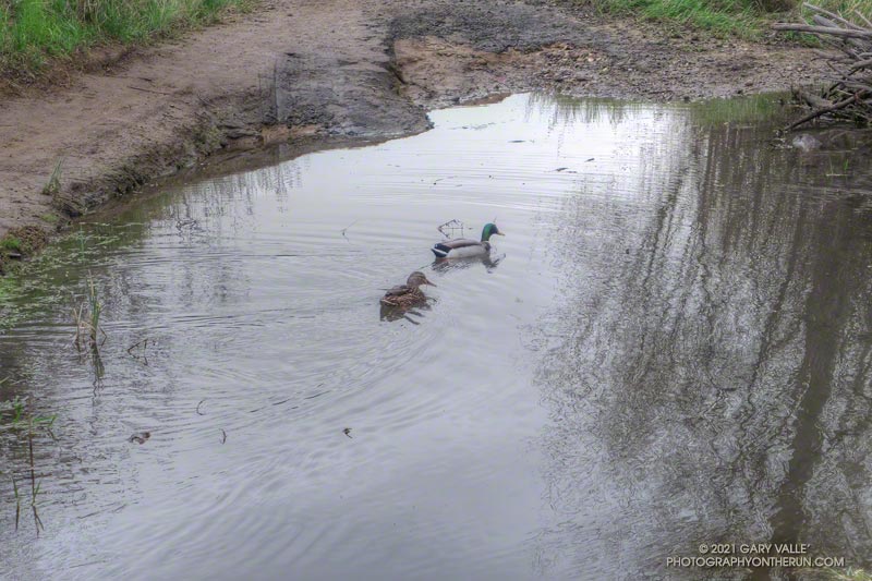 One year, a pair of mallards adapted the makeshift pond on Las Virgenes Creek as their own. March 6, 2013.