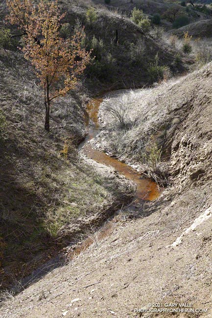 A tributary of East Las Virgenes Creek following about 5 inches of rain over two days. Some areas of the creek support a population of endangered red-legged frogs. December 31, 2021.
