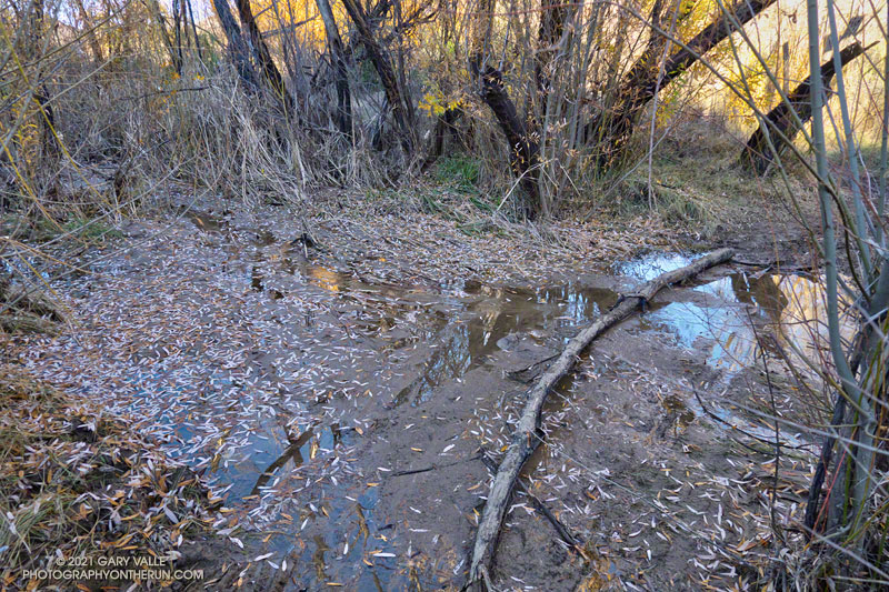 The same point on Upper Las Virgenes Creek, after the creek receded. January 4, 2022.