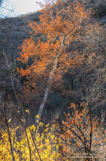 Sunlit sycamore in Upper Las Virgenes Canyon.  January 6, 2021.