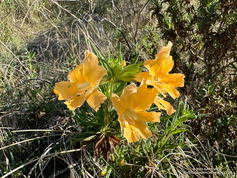 After blooming earlier this year, Bush monkeyflower (Diplacus longiflorus) in Upper Las Virgenes Canyon Open Space Preserve (Ahmanson Ranch) is flowering for the second time. October 4, 2023.