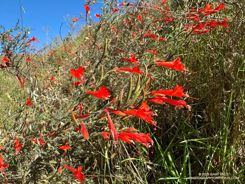 The bright red flowers of California fuchsia (Epilobium canum) are a sure sign of Fall at Ahmanson Ranch.  October 5, 2023.