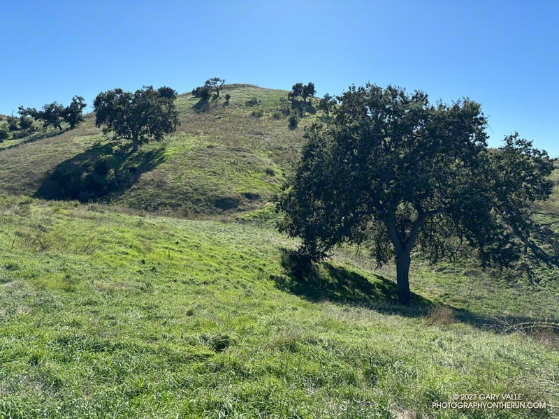 Characterized as Valley Oak Savanna, the mix of grassland, valley oak, and coast live oak found in Upper Las Virgenes Canyon Open Space Preserve (Ahmanson Ranch) is a diminishing and threatened habitat. October 4, 2023.