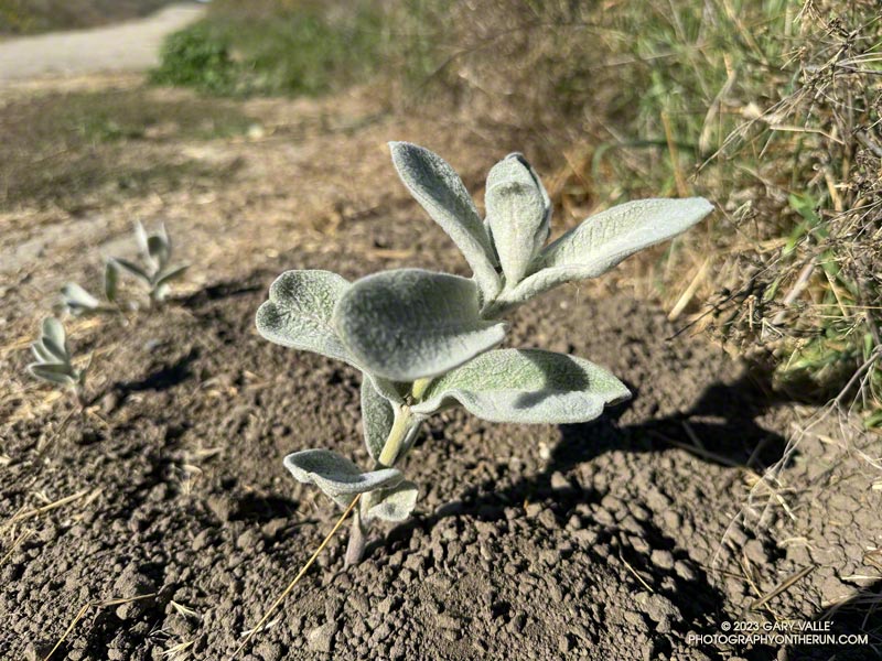 Kotolo milkweed sprouting in Upper Las Virgenes Canyon Open Space Preserve (Ahmanson Ranch) for the second time this year. October 4, 2023.