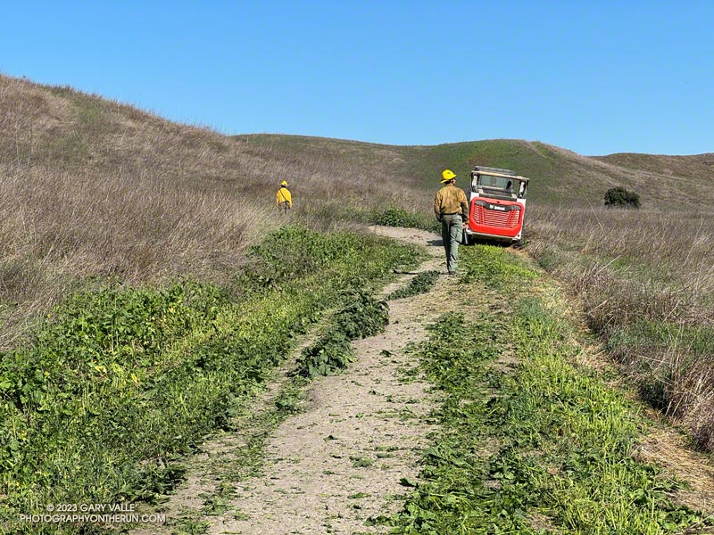 The growth of mustard, mallow and other Spring annuals was thick enough that some fire roads in Upper Las Virgenes Canyon Open Space Preserve (Ahmanson Ranch) were mowed for the second time this year. October 3, 2023.