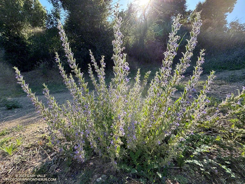 When disturbed, Vinegar weed (Trichostema lanceolatum) has a pungent, vinegar-like smell. It blooms in late summer and fall. As a result of T.S. Hilary it is more widespread and robust than usual. October 3, 2023.
