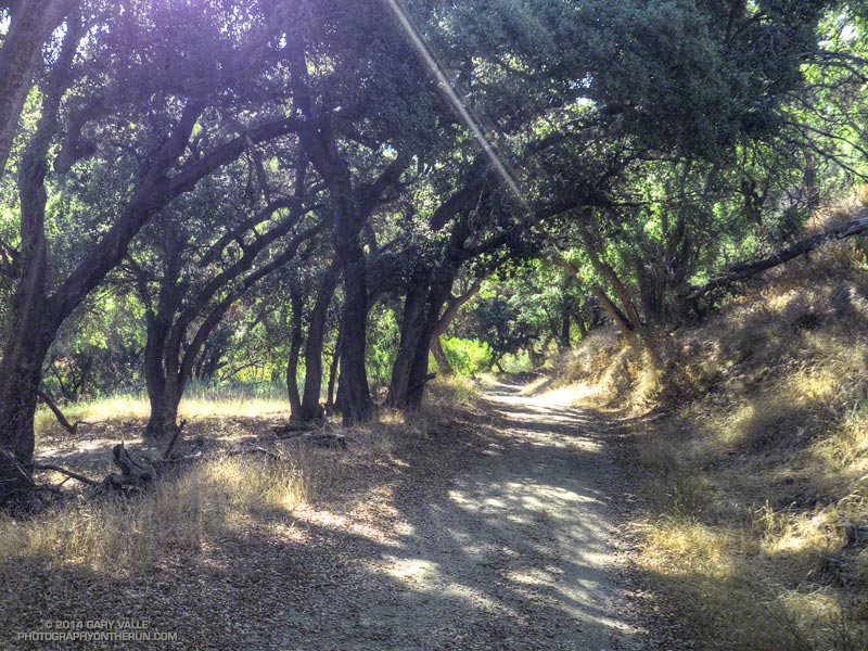 This oak-shaded downhill section is on the return from the Open Space aid station at Tapo Canyon. About mile 16.5 of the 50K.