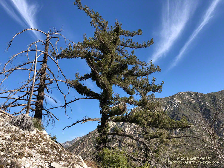Bigcone Douglas fir, on the decent into Bear Canyon, that survived the Station Fire. September 1, 2018.