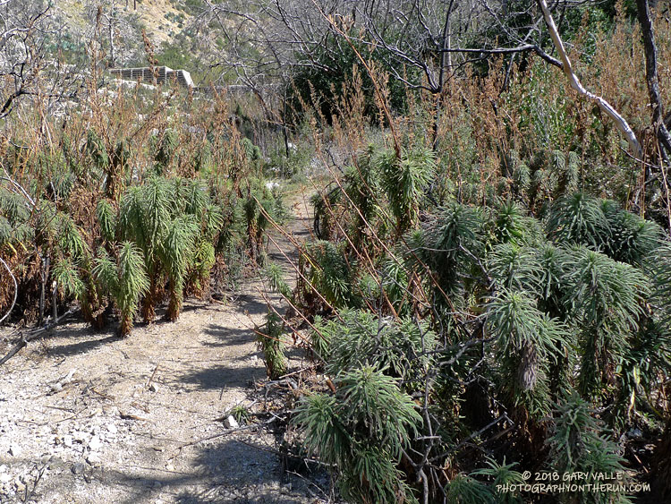 Flashback to March 2012 - Poodle-dog bush along the Gabrielino Trail between Switzer's and Red Box. Today (9-1-18) it is far less prevalent.