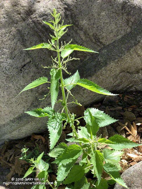 Stinging nettle (Urtica dioica ssp. holosericea) in Bear Canyon.