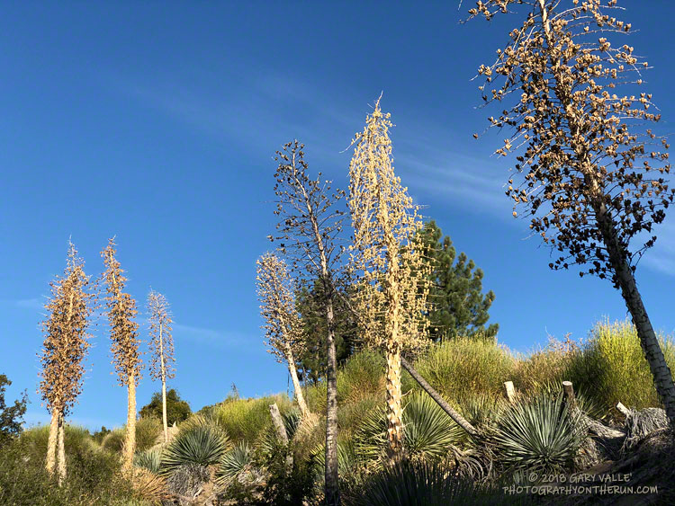 Yucca stalks along the Mt. Disappointment/ Bill Reily/JPL Trail.