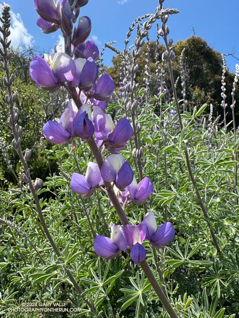 Bush lupine along Danielson Road. Many of the lupines along Danielson Road are shrub-like perennials and have a substantial woody base. April 7, 2024.