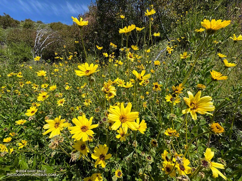 Bush sunflower (Encelia californica) seems to have benefited from all the rain and is blooming throughout the Santa Monica Mountains. April 7, 2024.