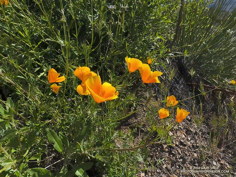 The ubiquitous California poppy, blooming along the Old Boney Trail near Blue Canyon. At this time of year there is often showy displays of poppies in this area. So far, that has not been the case this year. April 7, 2024.