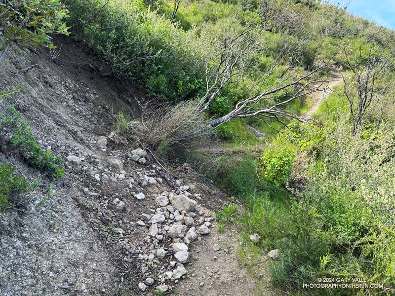 A small slide on the Chamberlain segment of the Backbone Trail. Ruts from runoff are much more of an issue on this trail, particularly in the vicinity of Chamberlain Rock. April 7, 2024.
