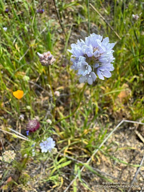 At a glance this flower might be mistaken for Blue Dicks, but it is globe Gilia (Gilia capitata ssp. abrotanifolia). Old Boney Trail, April 7, 2024.