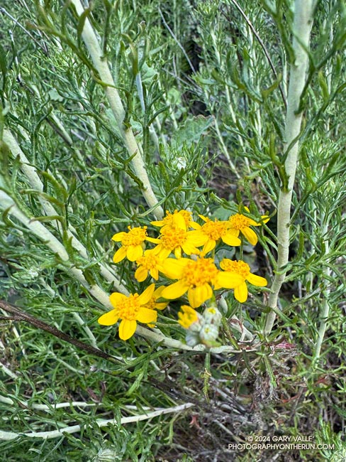 Golden yarrow (Eriophyllum confertiflorum var. confertiflorum)  bloomed following T.S. Hilary's rain and has been im bloom for months. Old Boney Trail, April 7, 2024.