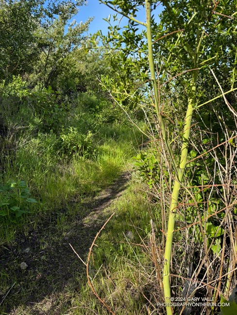 The morning sun highlights the green of Greenbark Ceanothus (Ceanothus spinosus) along the Chamberlain segment of the Backbone Trail. April 7, 2024.