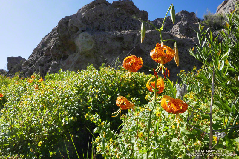 Humboldt lily (Lilium humboldtii ssp. ocellatum) and canyon sunflower on the north side of Tri Peaks. June 7, 2020. 