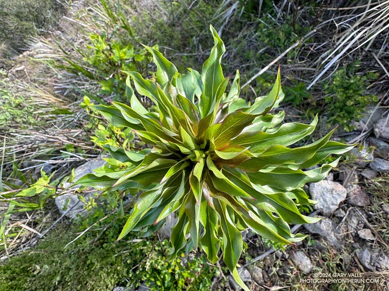 A lily stalk -- probably Humboldt lily -- viewed from above, on the north side of Tri Peaks. April 7, 2024. 