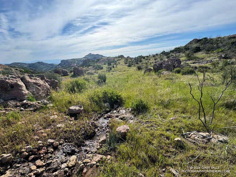 Grassy meadow and small stream along the Tri Peaks Trail. Sandstone Peak is in the distance. April 7, 2024.