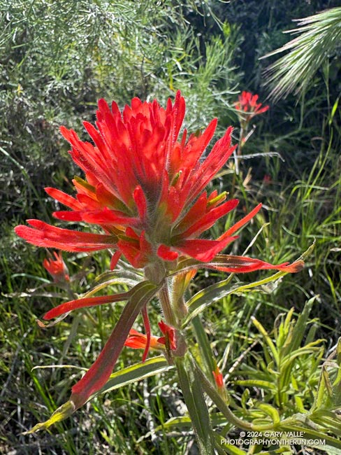 Paintbrush is a welcome sight along any trail. Old Boney Trail, April 7, 2024.
