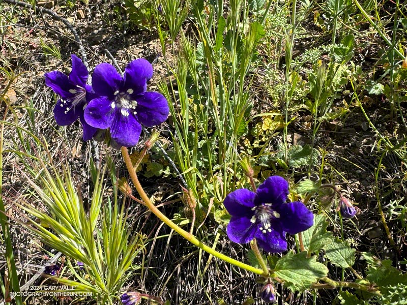 Parry’s Phacelia (Phacelia parryi) along the Old Boney Trail near Blue Canyon. In April 2019 there was a spectacular display of Poppy orange and Phacelia blue here. See: https://photographyontherun.com/wp/phacelia-and-poppies-along-the-old-boney-trail/