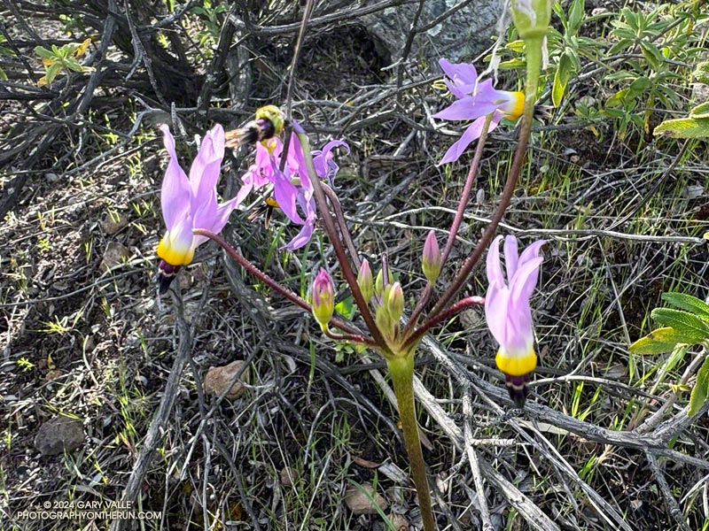 Shooting star (Primula clevelandii) on Boney Mountain. In late Winter/early Spring there are sometimes showy displays of shooting star in the open areas higher on the Western Ridge route. April 7, 2024.