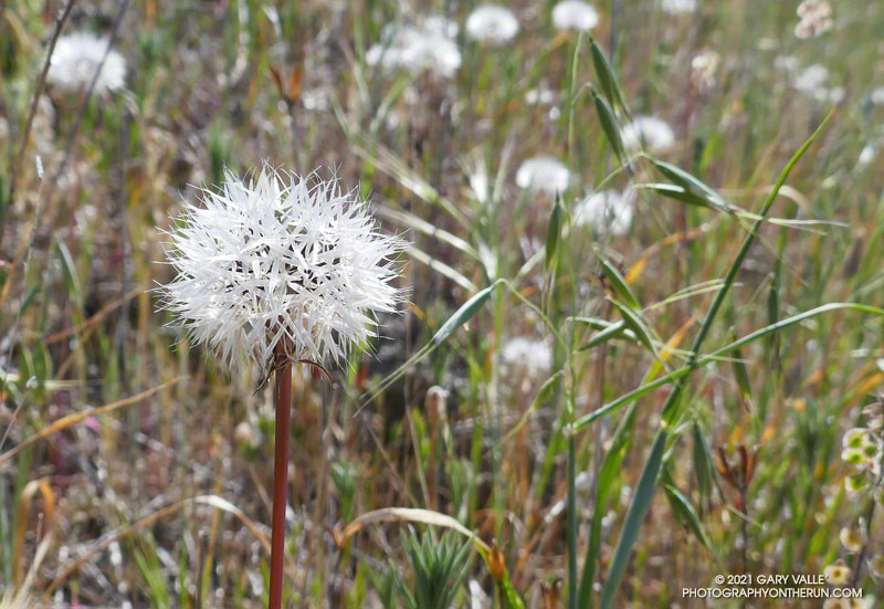 Silver puffs in its more recognizable form. Upper Las Virgenes Canyon Open Space Preserve, April 20, 2021.