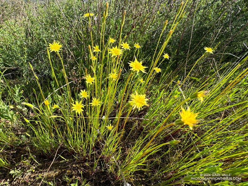Silver puffs (Uropappus lindleyi) blooming along the Chamberlain segment of the Backbone Trail. April 7, 2024.