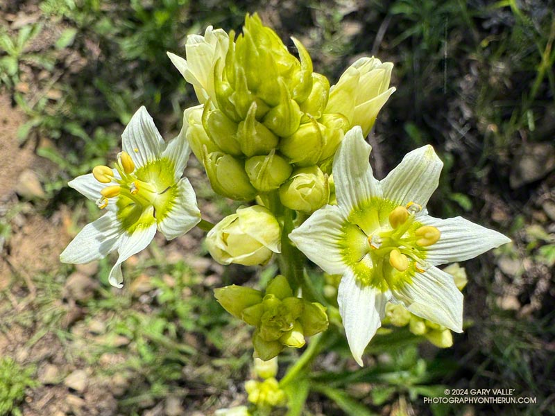 Star lily is a beautiful, but poisonous, member of the Lily Family. It was especially abundant following the 2018 Woolsey Fire. Old Boney Trail, April 7, 2024.