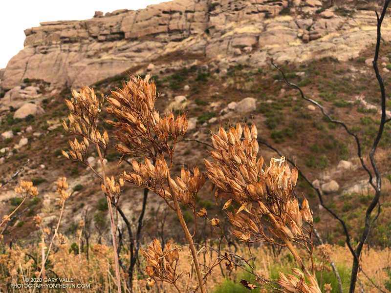 A closer look at the seed capsules of bleed ing heart along the Backbone Trail.
