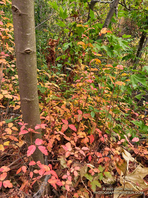 Poison oak along the Upper Sycamore Trail. September 12, 2020.