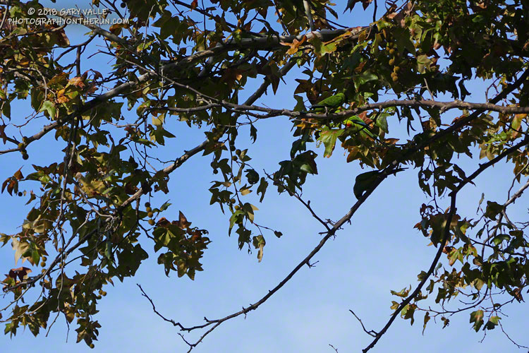 The three South American parrots (black-hooded parakeets) are almost impossible to see among the sycamore leaves.