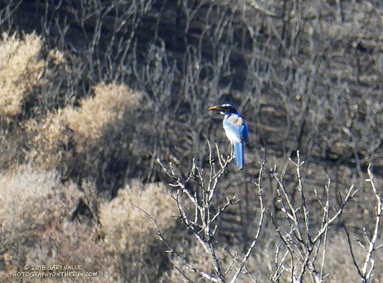 Is that an acorn the scrub jay is holding?