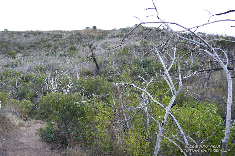 Regrowth of laurel sumac in Satwiwa at the beginning of the run. The area was burned in the 2013, when the Springs Fire burned most of Pt. Mugu State Park.