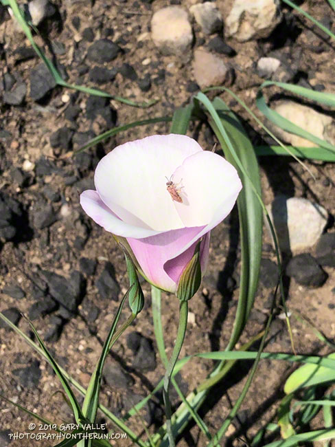Catalina mariposa lily along the Old Boney Trail. March 24, 2019.