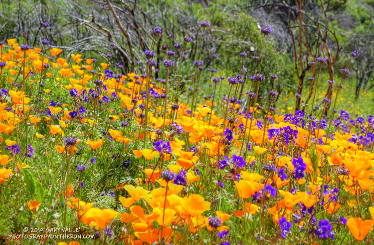 Chia, Parry's Phacelia and California Poppy along the Old Boney Trail. March 24, 2019.