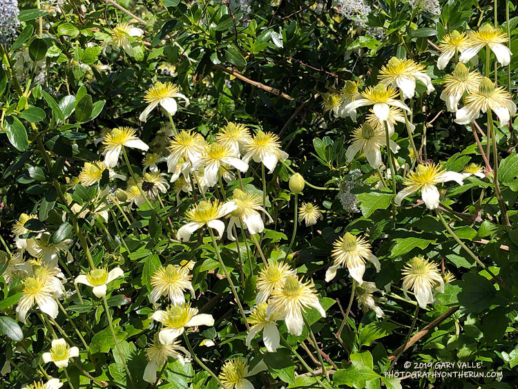 Chaparral Clematis along the Upper Sycamore Trail.