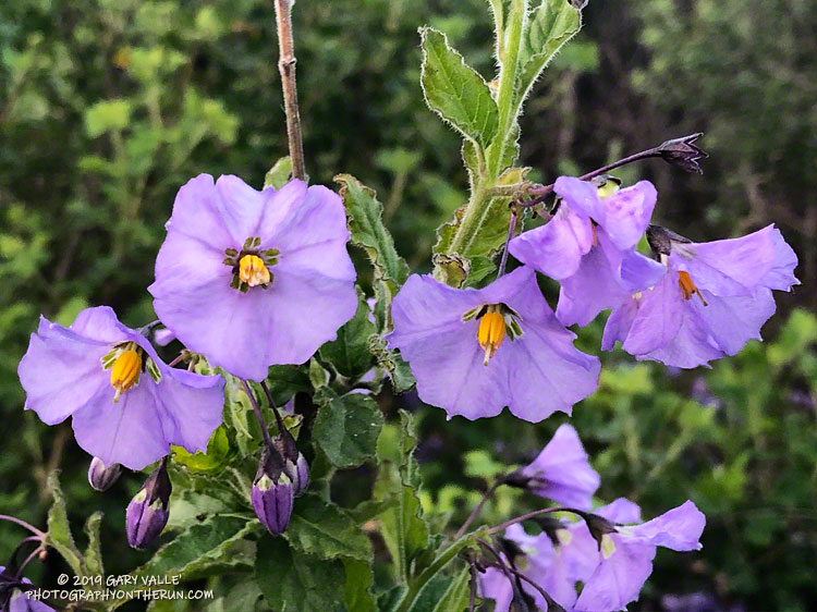 Chaparral nightshade along the Satwiwa Loop Trail at the beginning of my run. Although nightshade is poisonous, it is in the same genus as eggplant, potato and tomato. March 24, 2019.