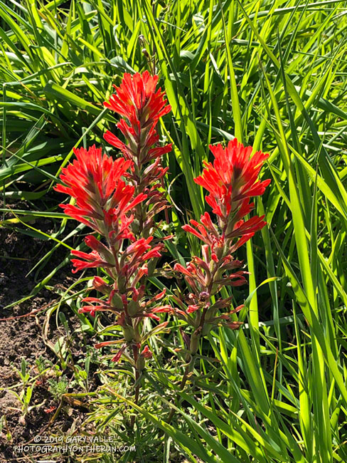 Paintbrush along the Old Boney Trail. March 24, 2019.