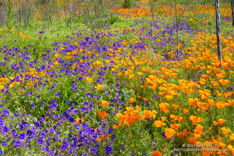 Colorful display of Parry's Phacelia and California Poppy along the Old Boney Trail. March 24, 2019.