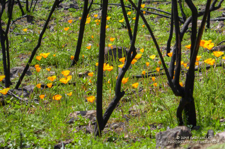 Poppies and burned chaparral along the Backbone Trail. March 24, 2019.