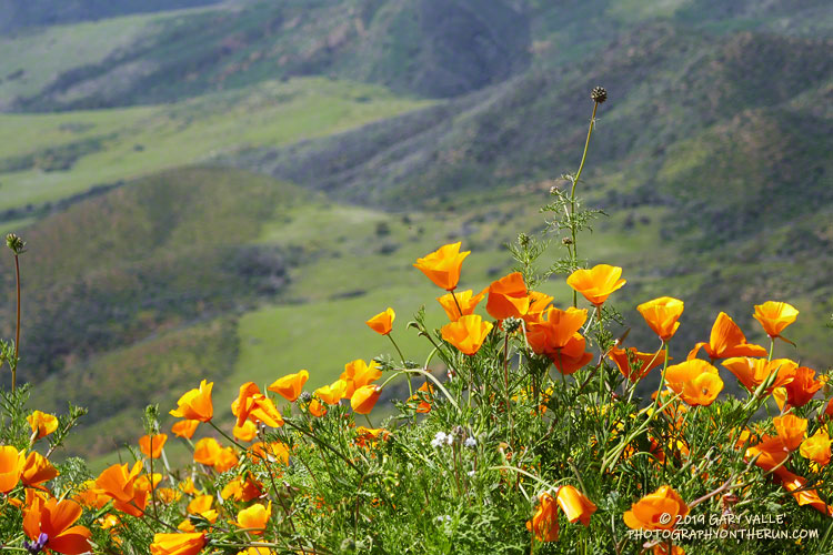 Poppies along the Chamberlain segment of the Backbone Trail overlooking Serrano Valley. March 24, 2019.