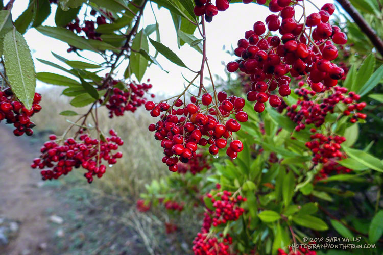 Wet "Christmas berries" on a toyon bush along Danielson Road. 