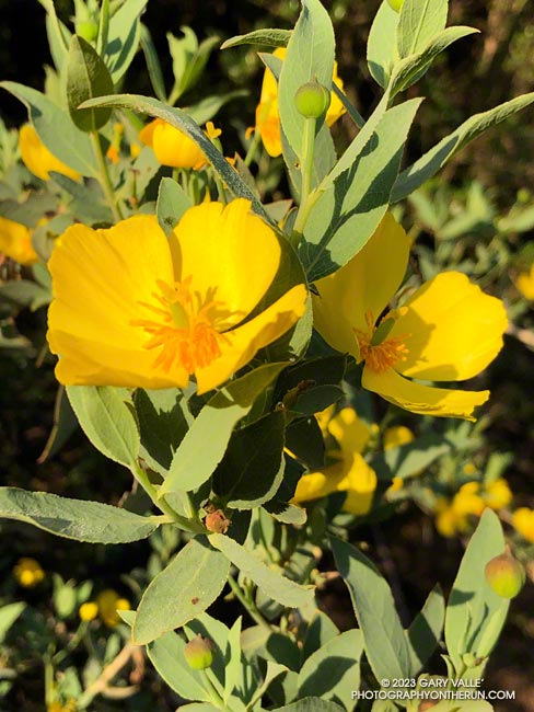 The bright yellow flower of bush poppy (Dendromecon rigida) is always a welcome sight along a chaparral trail.  April 23, 2023.