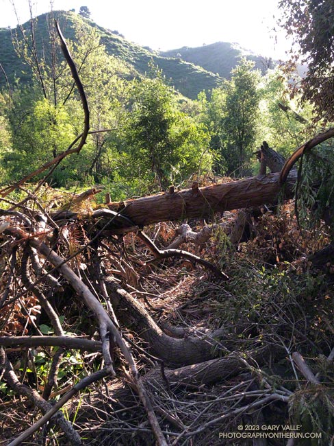 The fallen tree blocking the trail is a redwood. More than half of the coast redwoods along or near the Forest Trail have died since 2014. April 23, 2023.